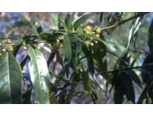 ������ ������ 70 ���..jpeg