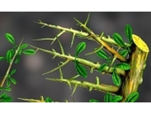 ����� 262 ���..jpeg