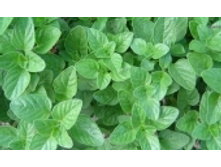 ������� 108 ���..jpeg