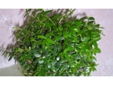 ���� 305 ���..jpeg