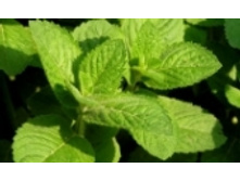 ���� 45 ���..jpeg