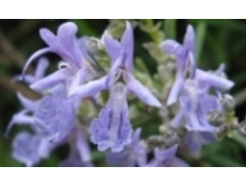 �������� 55 ���..jpeg