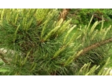 ����� 51 ���..jpeg