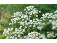 ���� 95 ���..jpeg