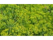 ����� 63 ���..jpeg