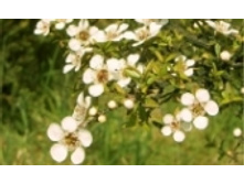 ������ ������ 70 ���..jpeg