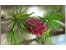 ����� 36 ���..jpeg