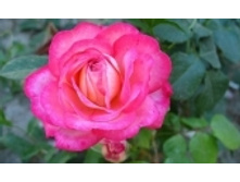 ���� 655 ���..jpeg