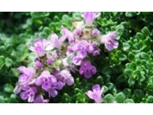 ������ (������) 76 ���..jpeg