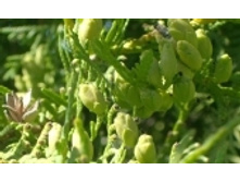 ��� 74 ���..jpeg