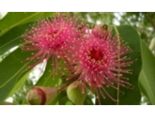 �������� 33 ���..jpeg