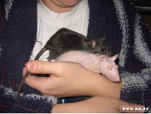 ���� - ������� ����