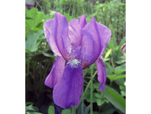 ���� ���������