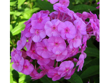 ����� �����������