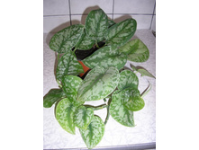 ���������� ��������� - ������ �������� ��������....