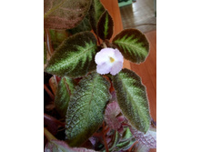 Blue Nile ��.jpg