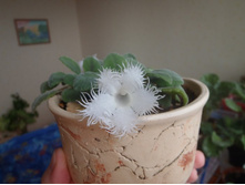 �lsobia punctata 1 ��.jpg