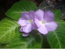 Lilacina viridis ��..jpg