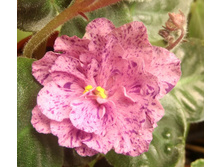 ��-������� ���������� �.jpg