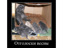78220470_otgoloski-vesnyi.jpg