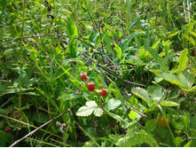 20130621_111214.jpg