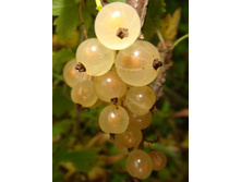 ��������� ����� ����� ��������.jpg