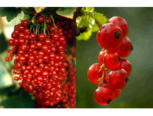 ��������� ������� �����������.jpg