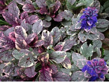 ������� �������� Burgundy Glow.jpg