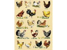 559 ������.jpg