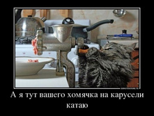 0713231_a-ya-tut-vashego-homyachka-na-karuseli-katayu.jpg