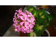 Pink Happy Thougt.JPG