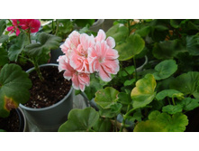 Natalei(������)