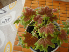 Vancuver Centenial.JPG