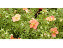 potentilla_fruticosa_red_ac.jpg