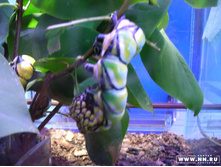 \"�����\"-2:)