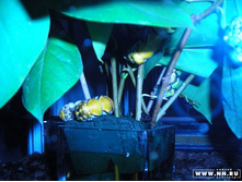 ��� ��������:)