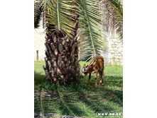 ������� ������� �...