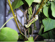 "�����" � ���������