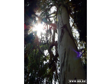 �������� "�����������"