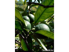 ���������, ���!