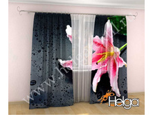 ������� ����� ���.2388.jpg