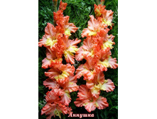 1) �������_49.jpg