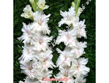 2) ������� ����_49.jpg