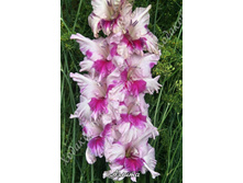 3) ������_41.jpg