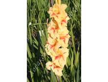 4) ����� ����_49.jpg