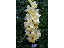 5) ����� �� ����_49.jpg