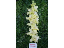 7) ����������� ����������_41.jpg