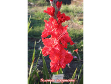 8) ������� ���������_49.jpg