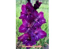 12) ��������� ������_41.jpg