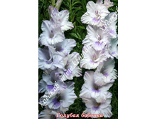 13) ������� �������_41.jpg